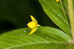 Whorled yellow loosestrife